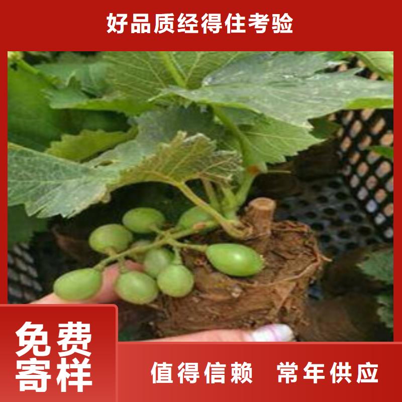 葡萄苗厂家-信守承诺