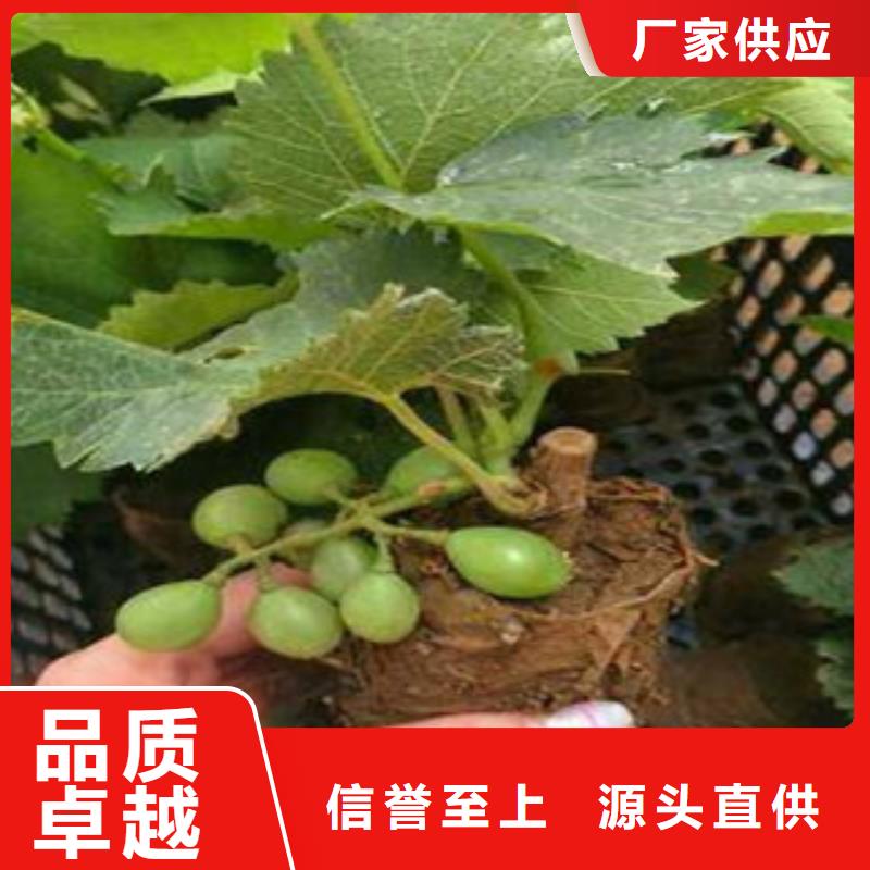 葡萄苗铸造金品