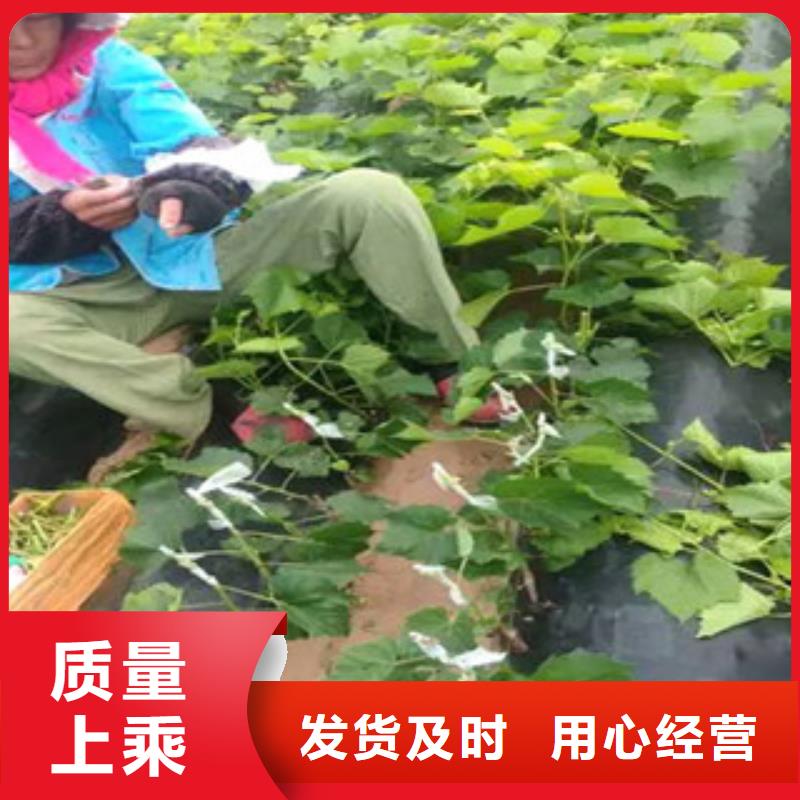供应批发葡萄苗-靠谱
