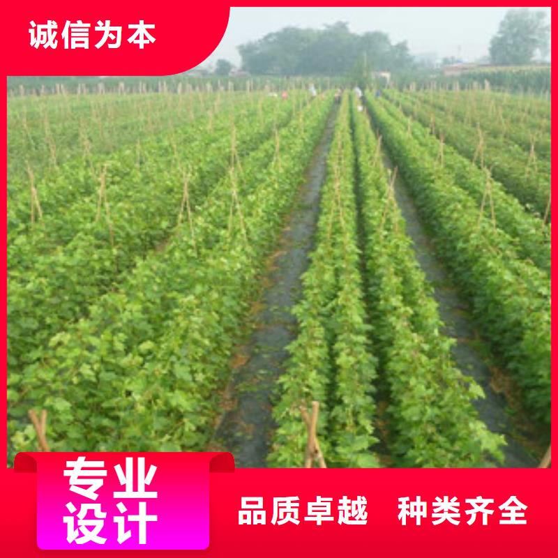 葡萄苗发货快速