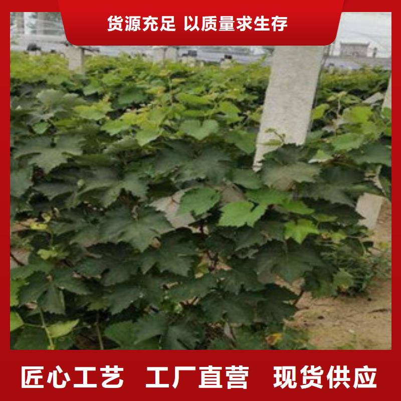 葡萄苗铸造金品