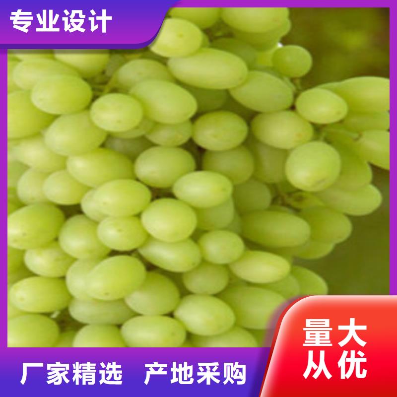 葡萄苗-葡萄苗经验丰富