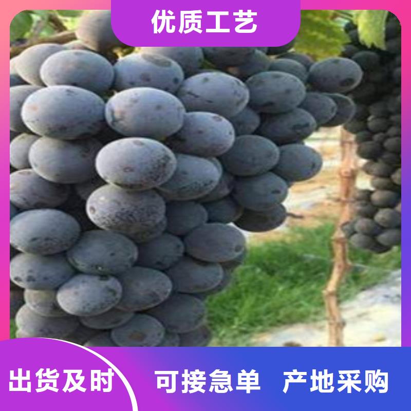 葡萄苗厂家-信守承诺