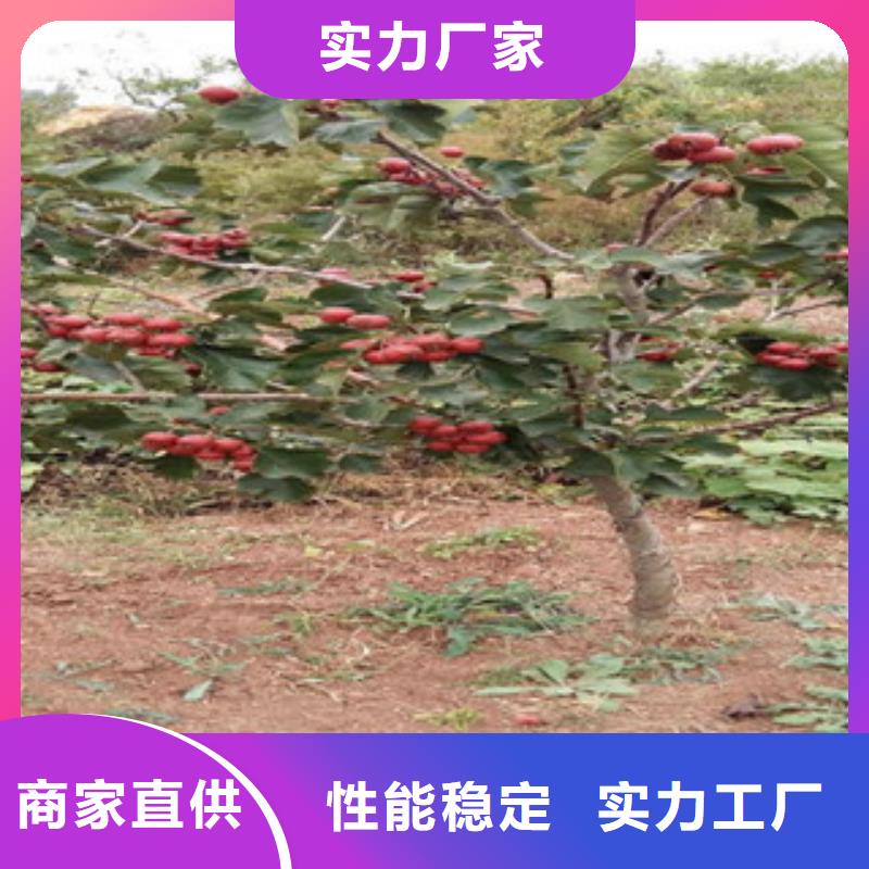 山楂苗特殊规格可定做