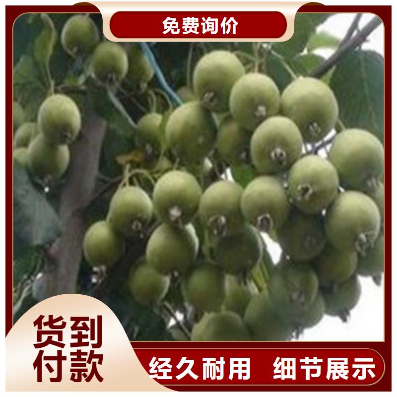 价格合理的山楂苗生产厂家