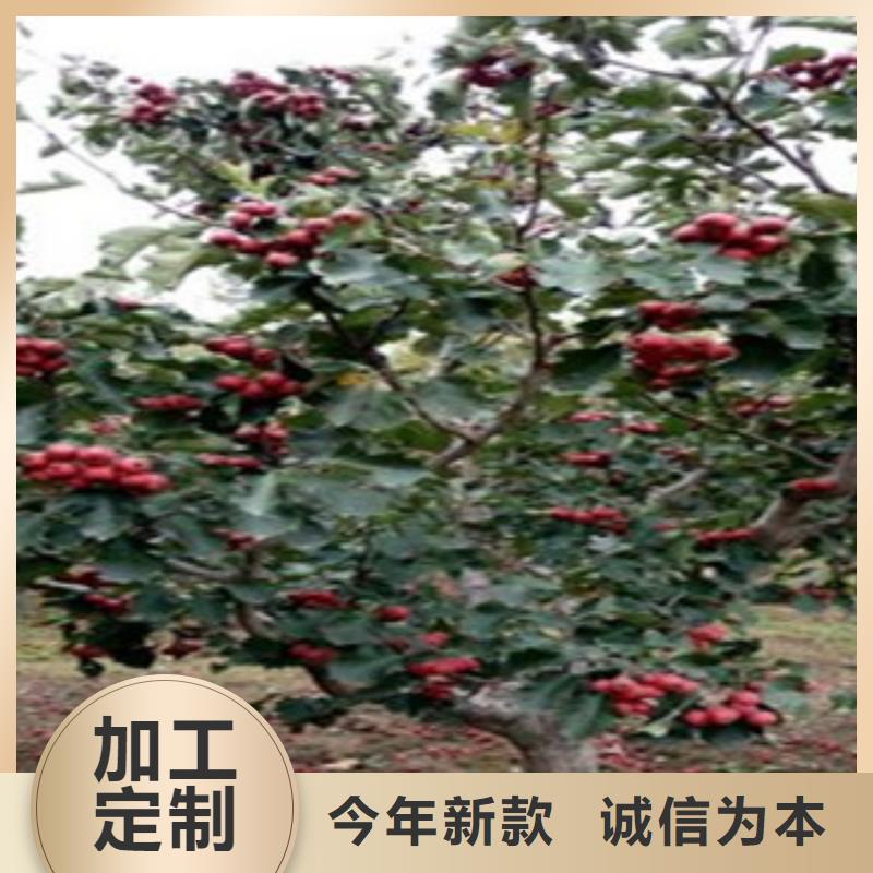 找山楂苗厂家选兴海苗木种植合作社