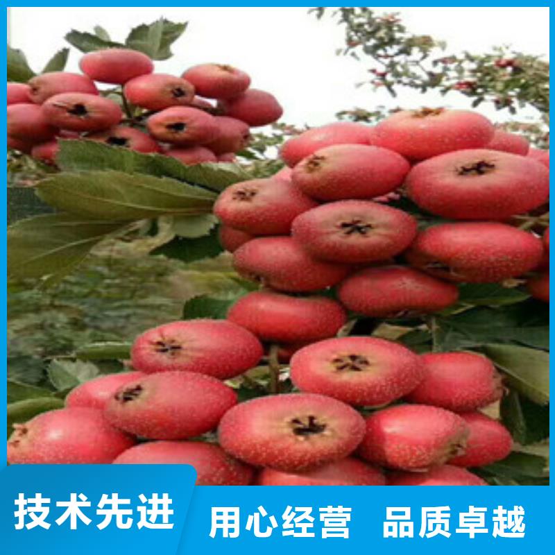 山楂苗质量优质