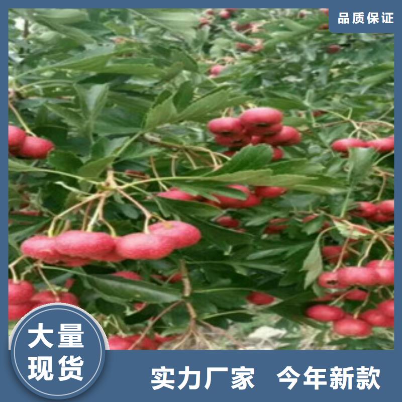 山楂苗特殊规格可定做