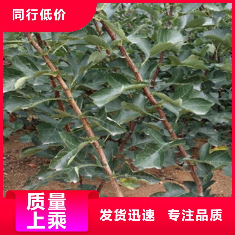 山楂苗常年供货