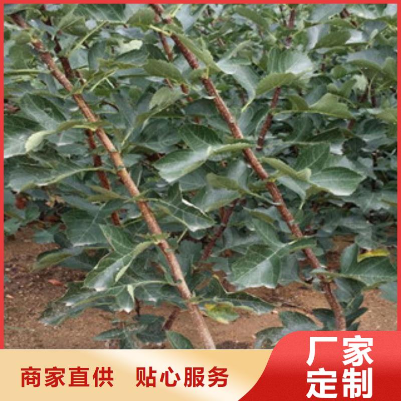山楂苗质量好价格优