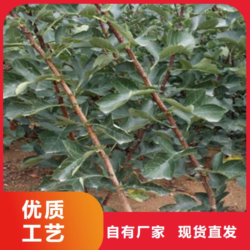 山楂苗特殊规格可定做