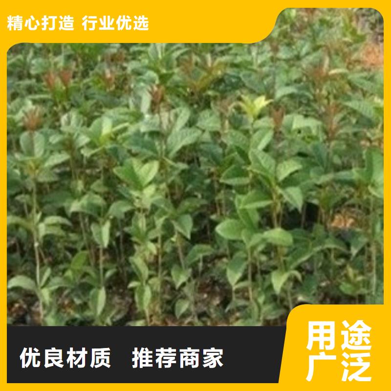 价格合理的山楂苗生产厂家