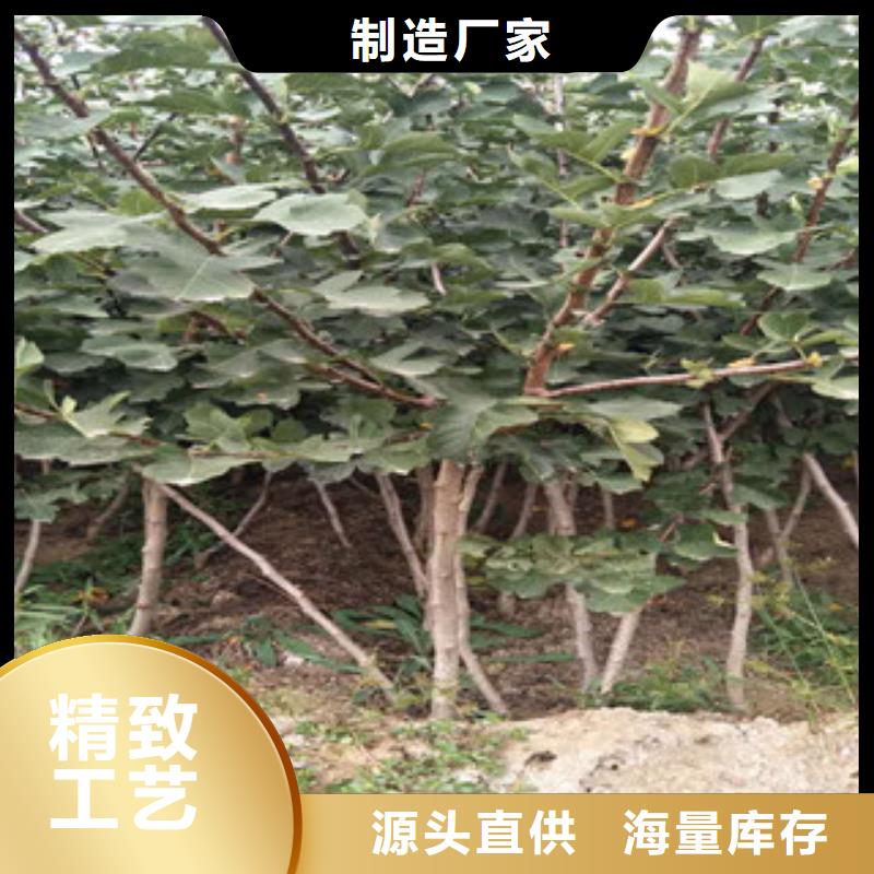 山楂苗、山楂苗厂家_大量现货