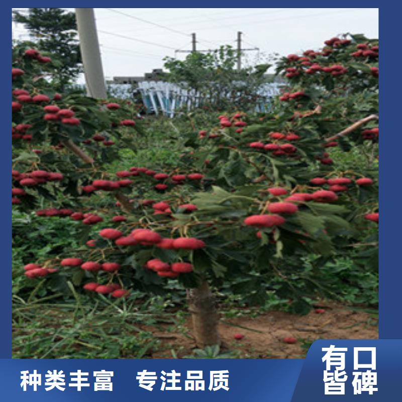 山楂苗-诚信为本