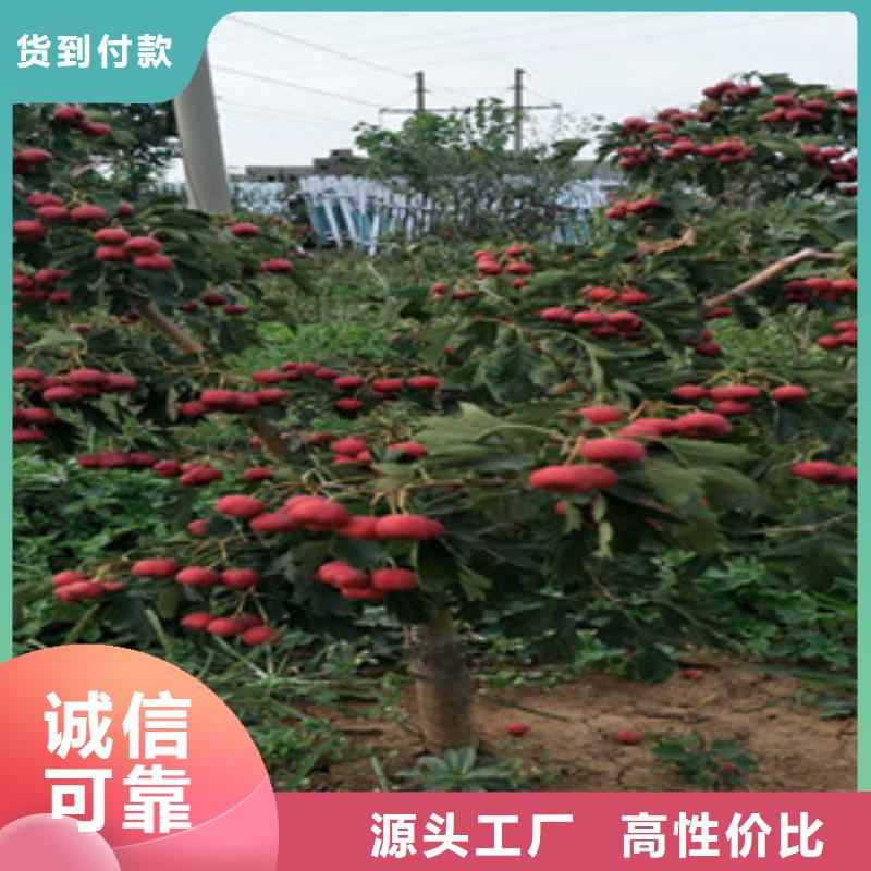 山楂苗质量优质