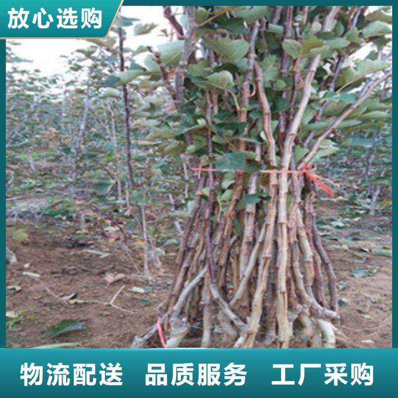 山楂苗厂家【多图】