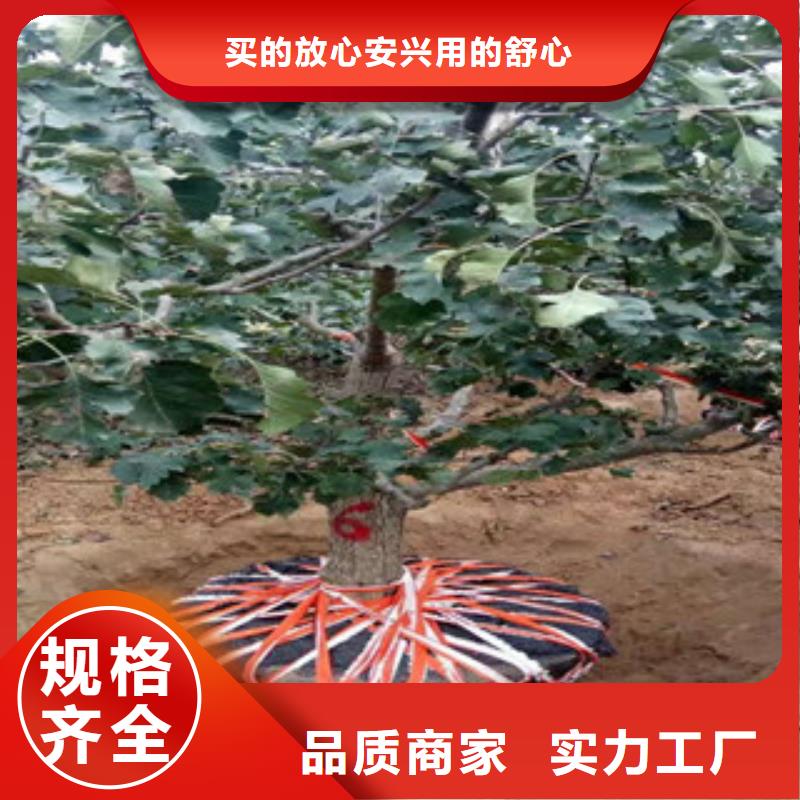 山楂苗大量现货