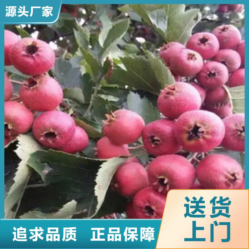 山楂苗加工定制