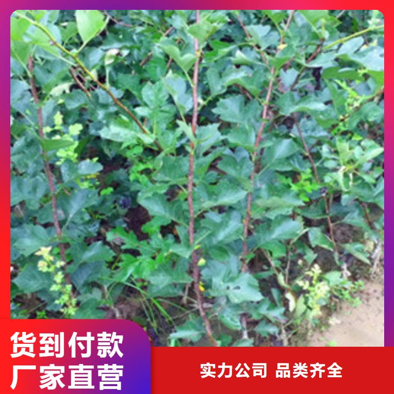 山楂苗厂家【多图】