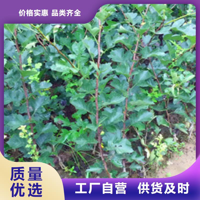 批发山楂苗_优质厂家