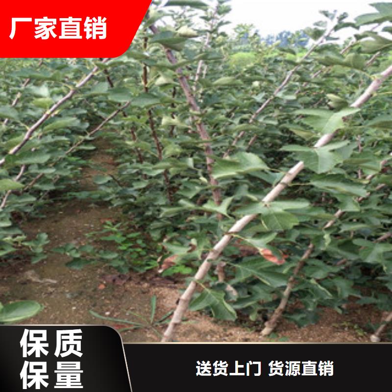 找山楂苗厂家选兴海苗木种植合作社
