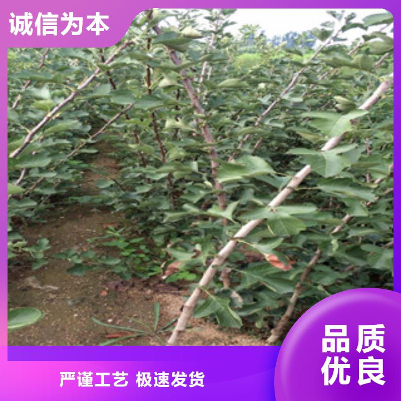山楂苗_您的要求是我们的追求
