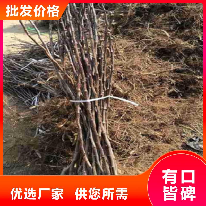 山楂苗价格品牌:兴海苗木种植合作社
