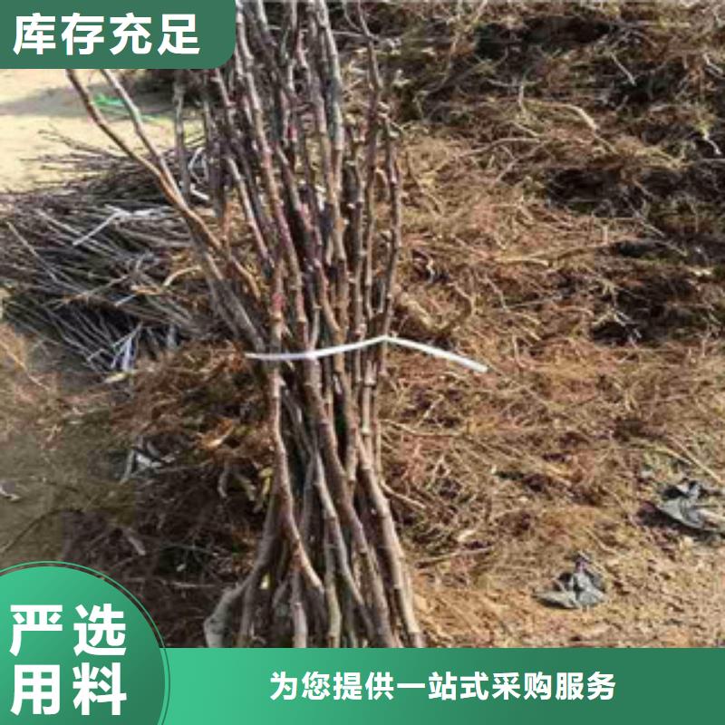 山楂苗常年供货