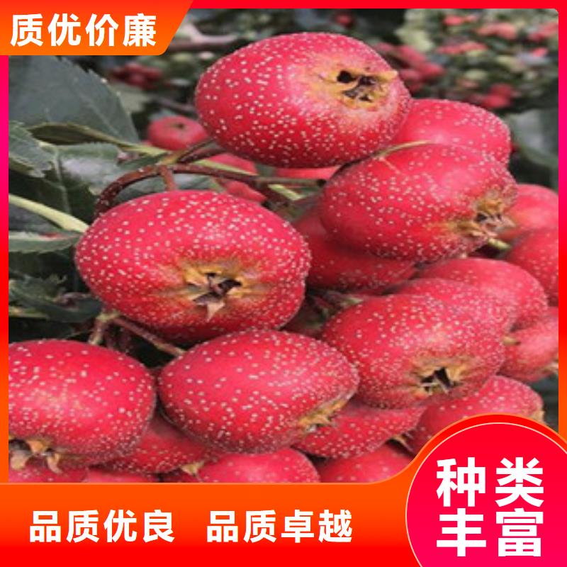 找山楂苗厂家选兴海苗木种植合作社