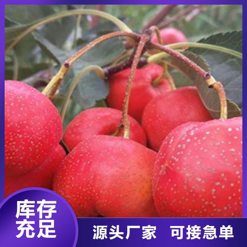 质优价廉的山楂苗生产厂家