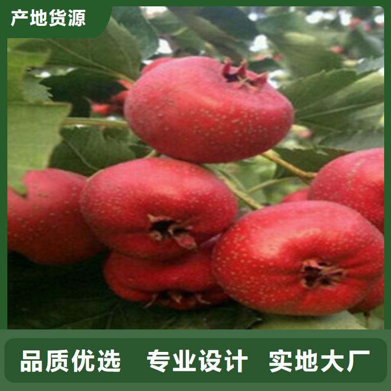 山楂苗定做_兴海苗木种植合作社