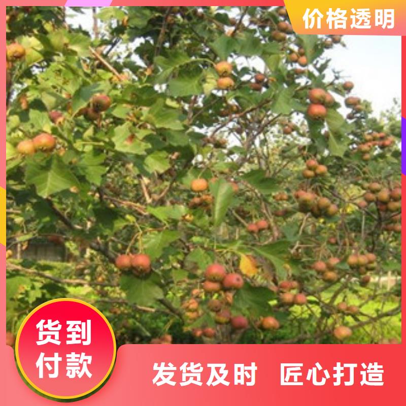山楂苗实体生产厂家