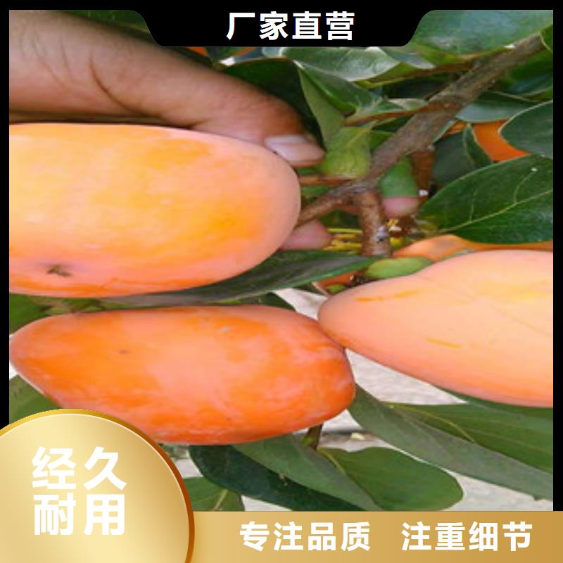 口碑好的柿子苗供货商