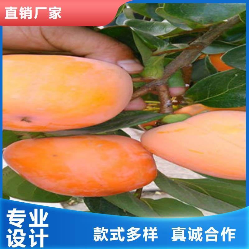 柿子苗先考察在购买