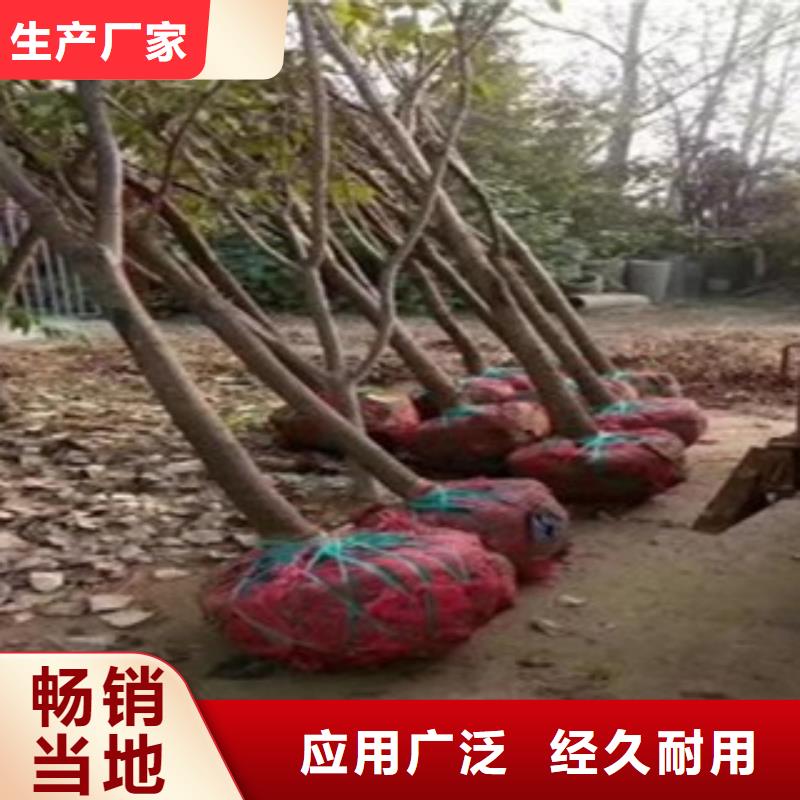 柿子苗厂家，规格全