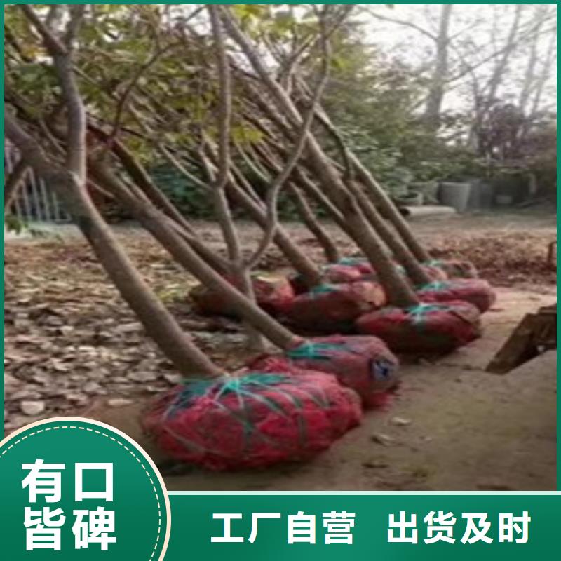 柿子苗优选厂家