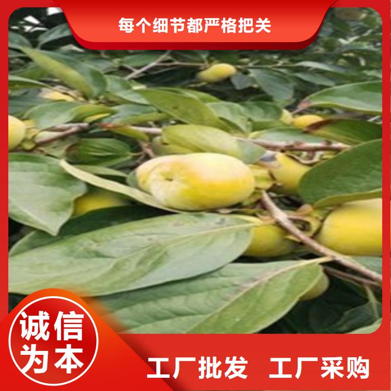 生产柿子苗的实体厂家