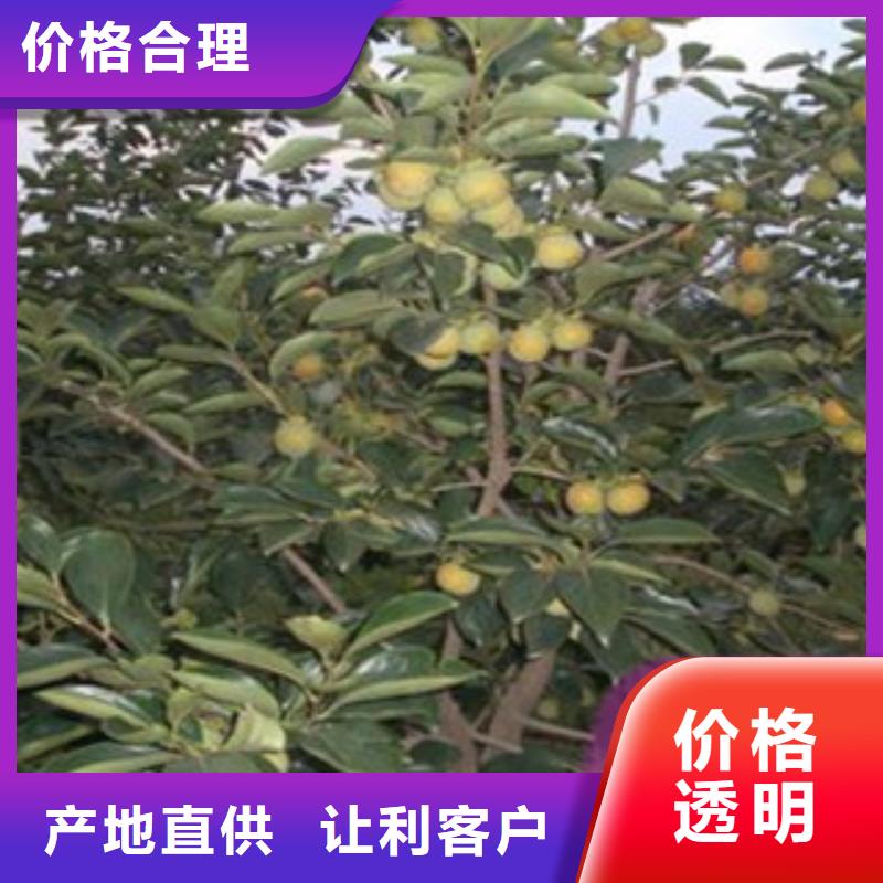 信誉好的柿子苗厂家
