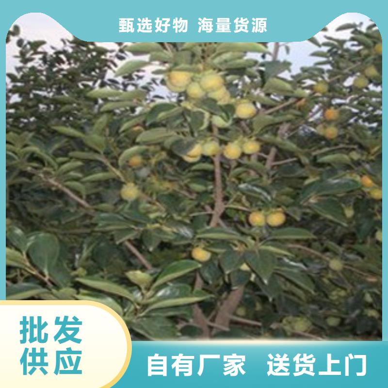 口碑好的柿子苗供货商