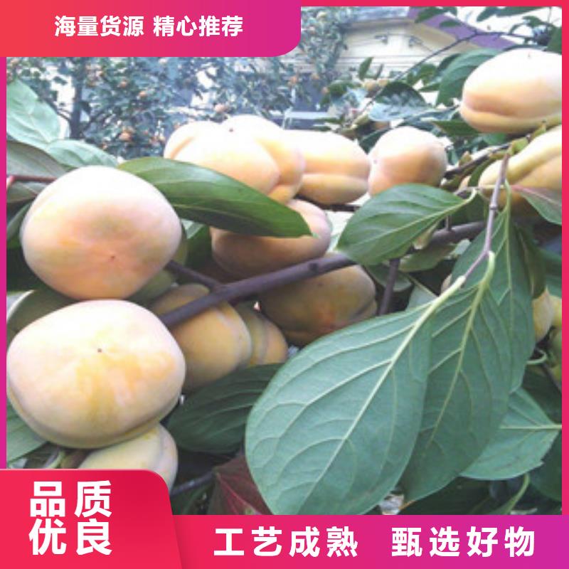 生产柿子苗的实体厂家