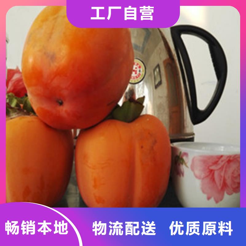 专业销售柿子苗-现货供应