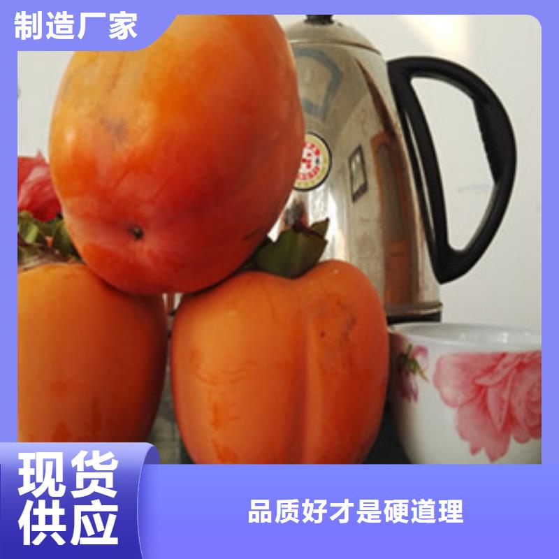 柿子苗先考察在购买