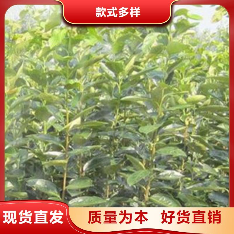 库存充足的柿子苗批发商