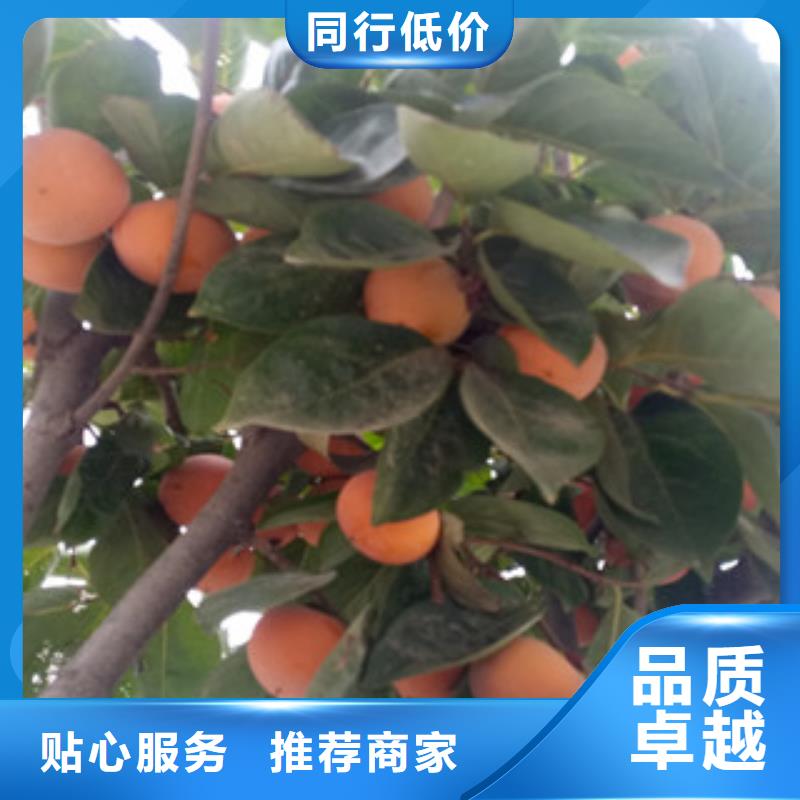 柿子苗优惠促销