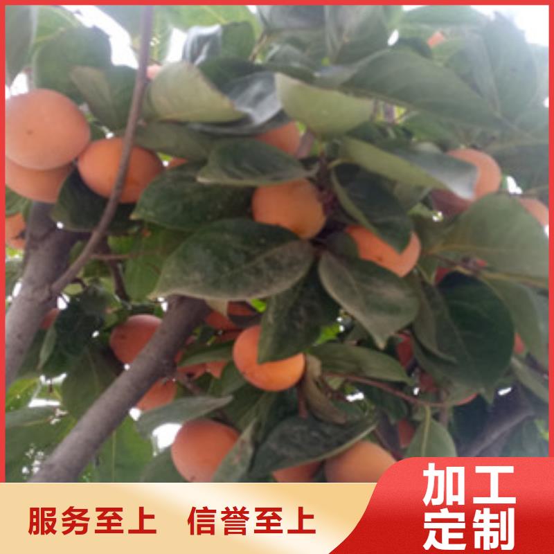 专业销售柿子苗-现货供应