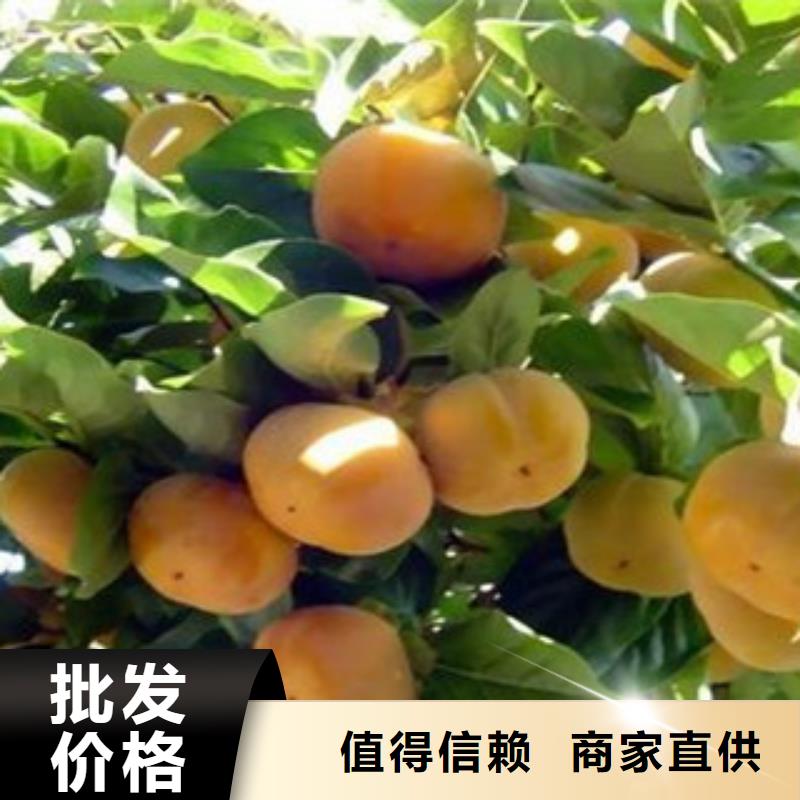 柿子苗先考察在购买