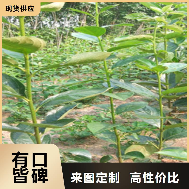 销售柿子苗_诚信企业