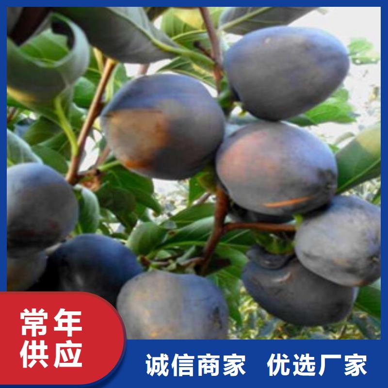 信誉好的柿子苗厂家