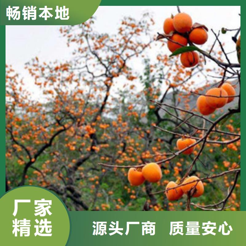 口碑好的柿子苗供货商