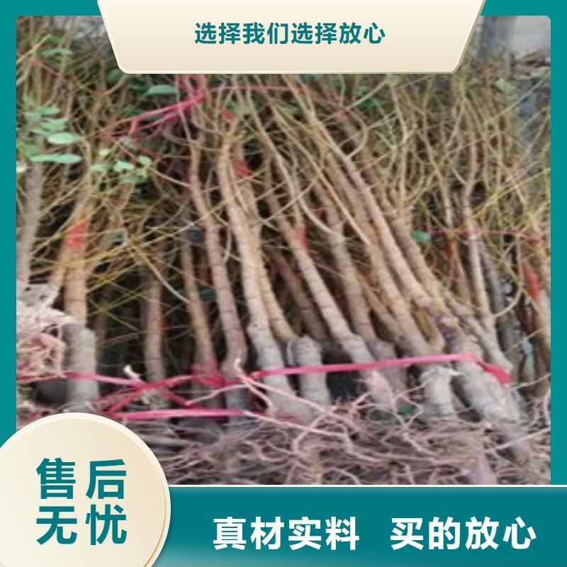 发货速度快的杏树苗销售厂家